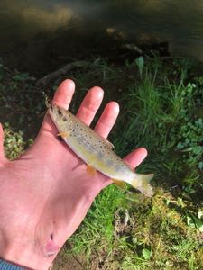 Brown Trout