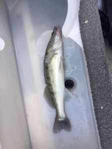 Zander
