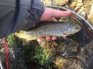 Brown Trout