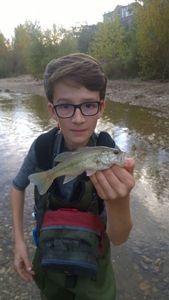 Largemouth Bass