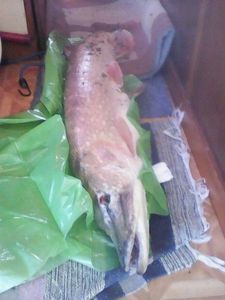 Northern Pike