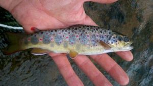 Brown Trout