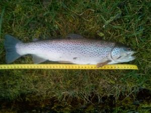 Brown Trout