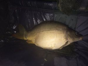 Leather Carp