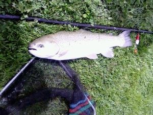 Brown Trout