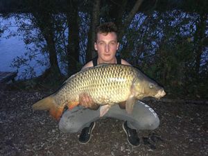 Common Carp