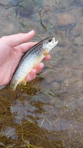Brown Trout