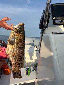Ballan Wrasse