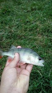 European Perch
