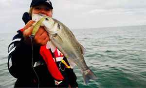 European Bass (Seabass)