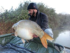 Mirror Carp