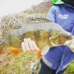 European Perch