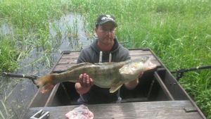 Zander