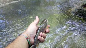 Brown Trout