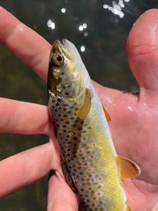 Brown Trout