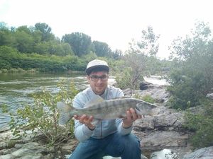 Zander