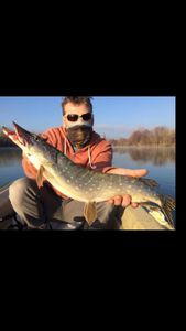 Northern Pike