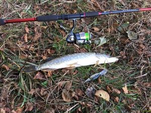 Northern Pike