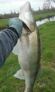 Zander