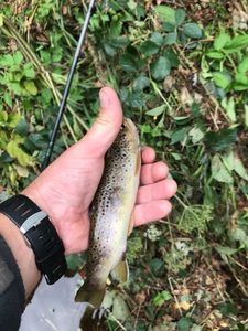 Brown Trout
