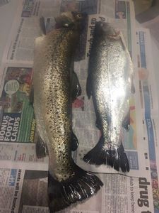Brown and Rainbow trout