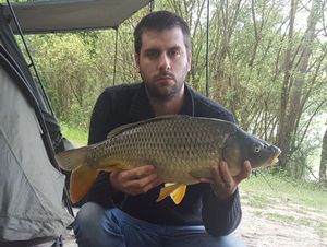 Common Carp