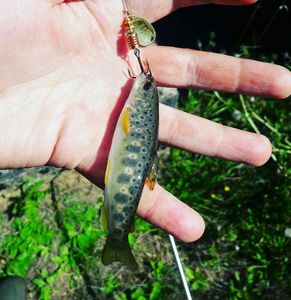 Brown Trout