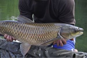 Silver Carp