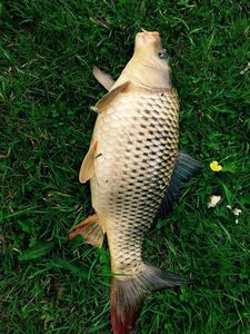 Common Carp