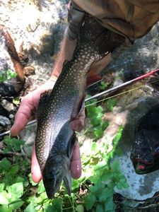 Brook Trout