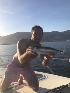 Chub Mackerel