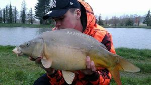 Mirror Carp