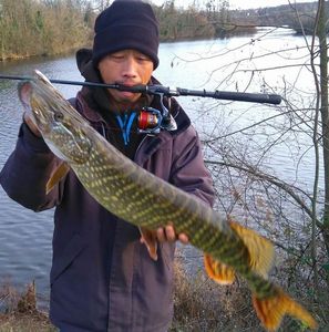 Northern Pike