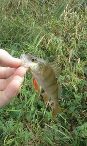 European Perch