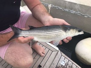 Thicklip Grey Mullet