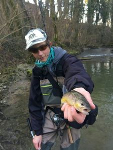 Brown Trout