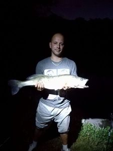 Zander