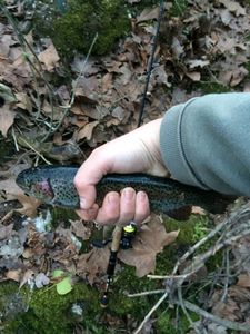 Rainbow Trout