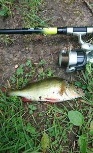 European Perch