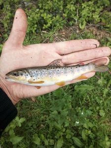 Brown Trout