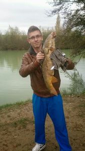 Common Carp