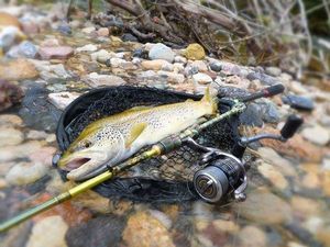 Brown Trout