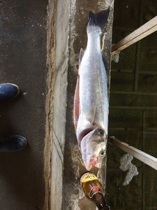 European Bass (Seabass)