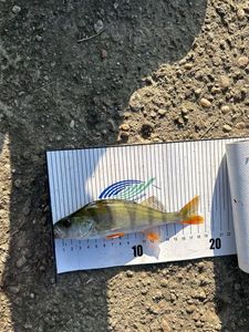 European Perch