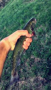 Lake Trout