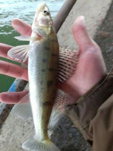 Zander
