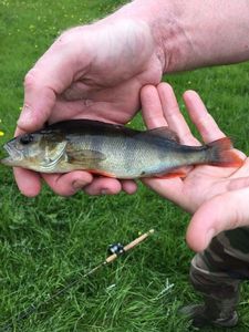 European Perch