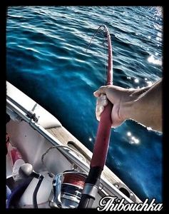 Bluefin Tuna