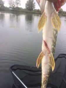 Northern Pike