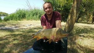 Common Carp